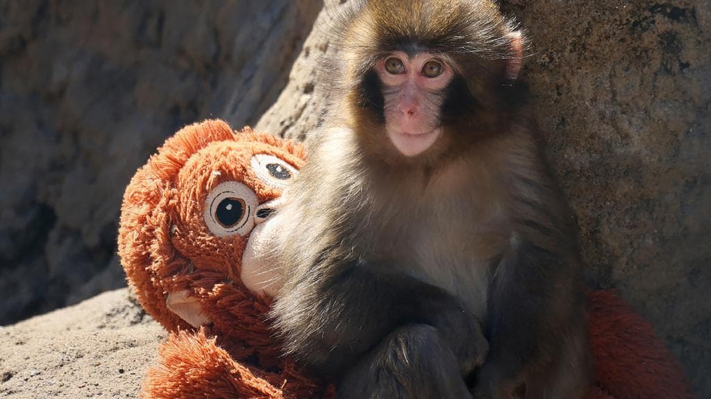 Kisah Punch Si Bayi Monyet Viral, Boneka Orang Utan IKEA Ludes Terjual di Berbagai Negara
