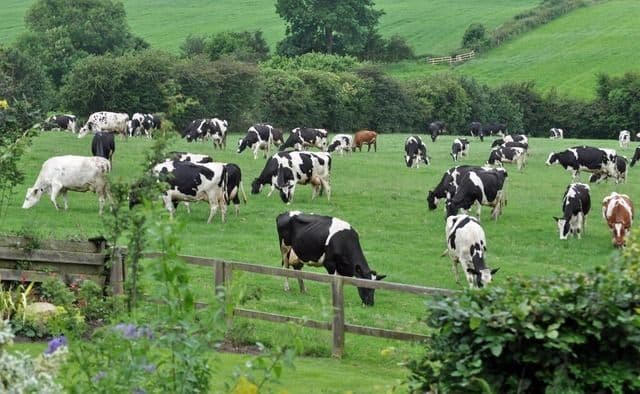 Mengurai Strategi Peternakan Berkelanjutan sebagai Fondasi Ketahanan Pangan Indonesia