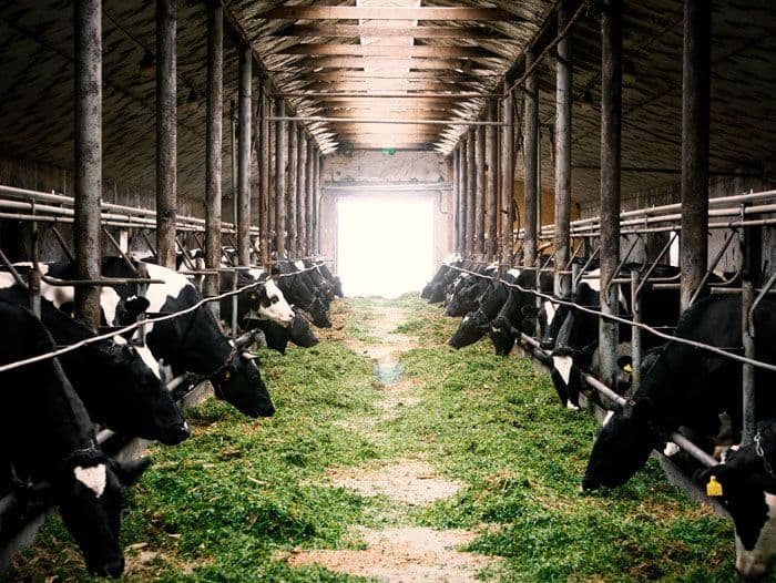 Transformasi Ekonomi Melalui Usaha Peternakan: Analisis Potensi dan Strategi Pengembangan